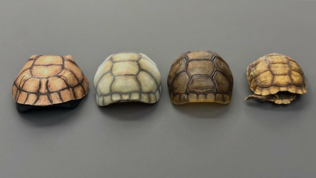 image of BERNARD decoy tortoise shells next to a real tortoise shell